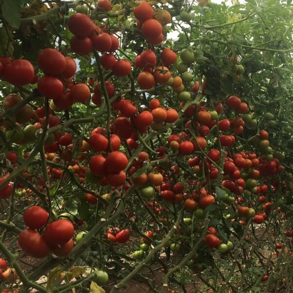 Naim F1 Domates Fidesi