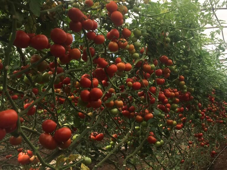 468891368 9288848787792457 4244844030418205415 n