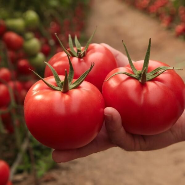 Kızılkaya F1 Domates Fidesi